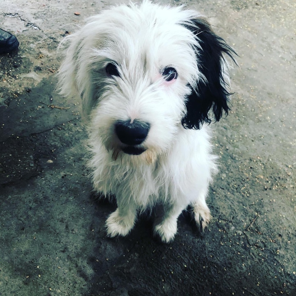 Meet your Posher, Simona